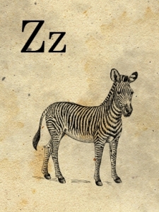 z- zebra - sweetly scrapped